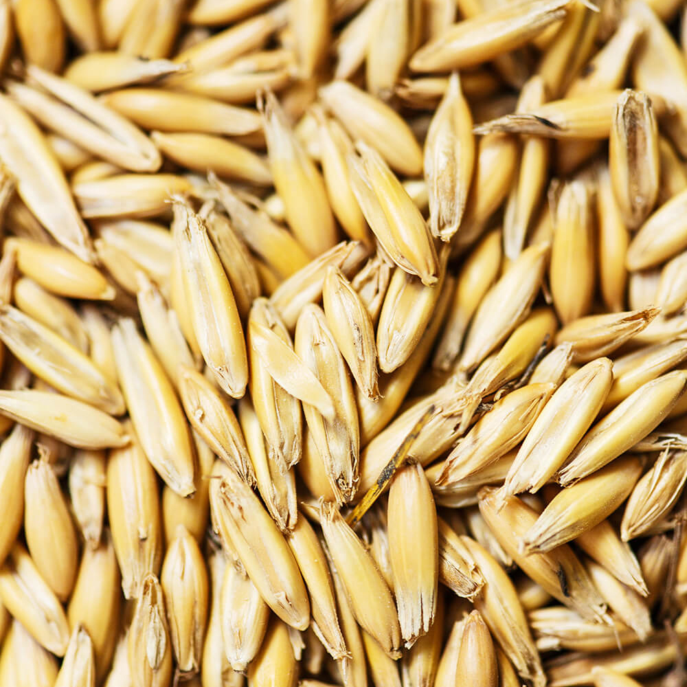 https://www.kleinchem.angelcysandbox.co.za/wp-content/uploads/2024/04/wheat-2021-09-24-03-39-52-utc-1.jpg
